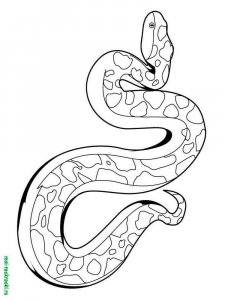 Snake coloring page - picture 16