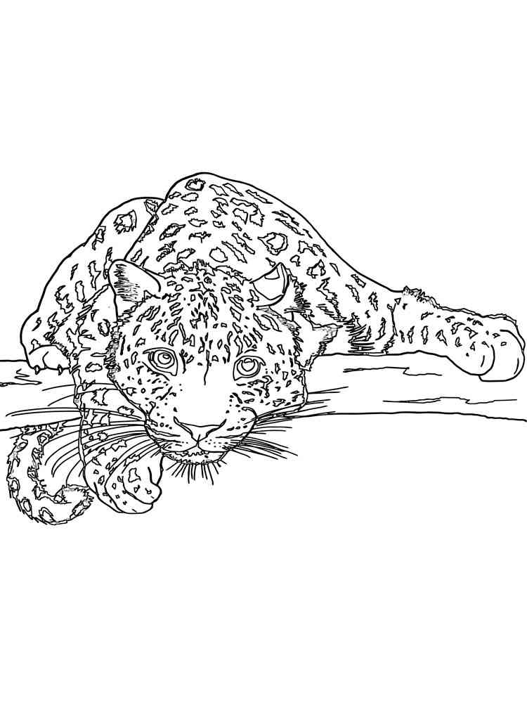 Free Snow Leopard coloring pages. Download and print Snow Leopard