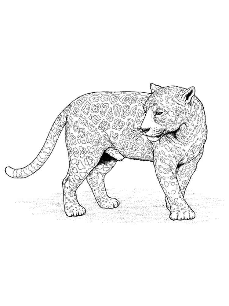 Free Snow Leopard coloring pages. Download and print Snow Leopard