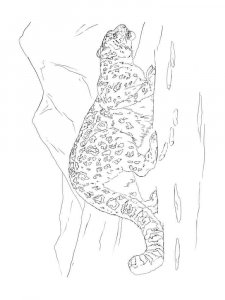 Snow Leopard coloring page - picture 12