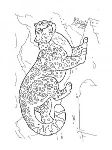 Snow Leopard coloring page - picture 13