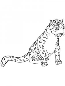 Snow Leopard coloring page - picture 16