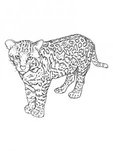 Snow Leopard coloring page - picture 18