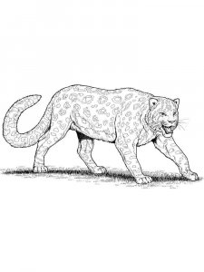 Snow Leopard coloring page - picture 19