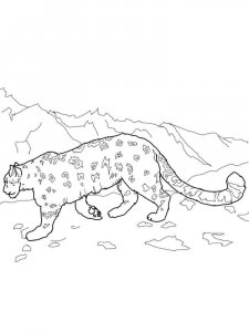 Snow Leopard coloring page - picture 2
