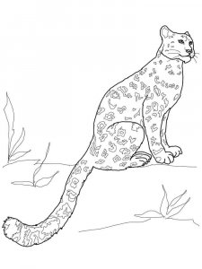 Snow Leopard coloring page - picture 21