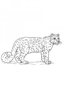 Snow Leopard coloring page - picture 22
