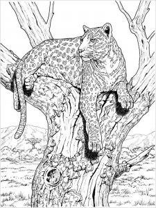 Snow Leopard coloring page - picture 23