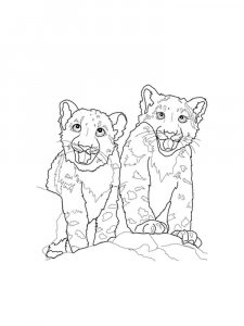 Snow Leopard coloring page - picture 3