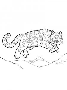 Snow Leopard coloring page - picture 5