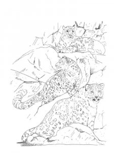 Snow Leopard coloring page - picture 6