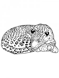 Snow Leopard coloring page - picture 8