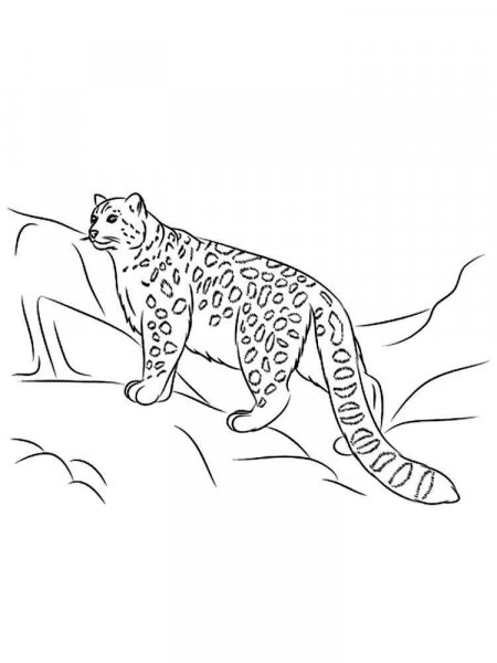 Snow Leopard coloring pages