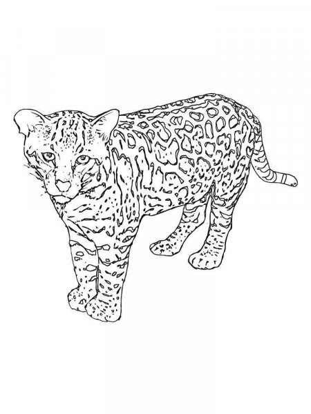 Snow Leopard coloring pages