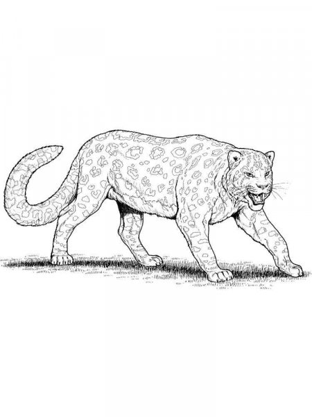 Snow Leopard coloring pages