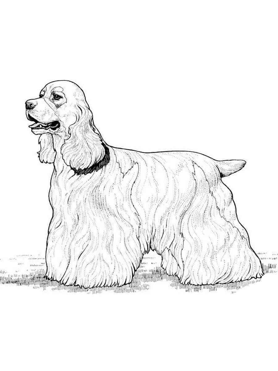 Раскраска собака английский кокер спаниель