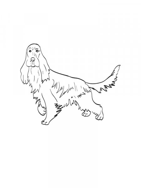 Spaniel coloring pages