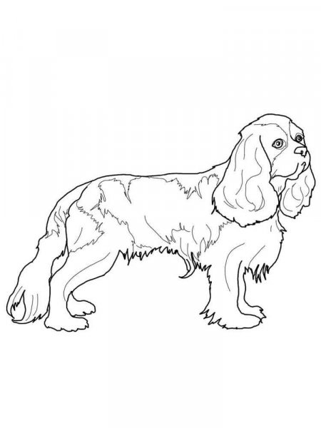 Spaniel coloring pages