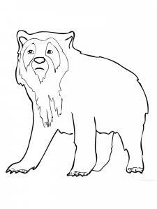 Spectacled Bear coloring page - picture 1