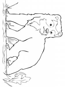 Spectacled Bear coloring page - picture 2