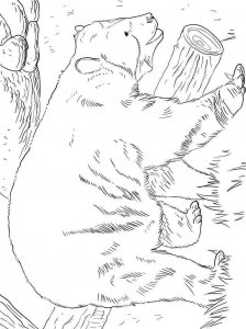 Spectacled Bear coloring page - picture 3