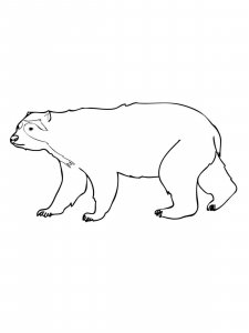 Spectacled Bear coloring page - picture 5