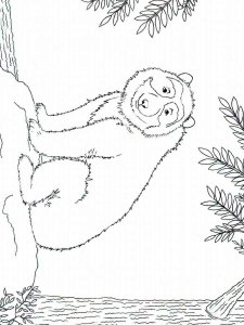 Spectacled Bear coloring page - picture 7