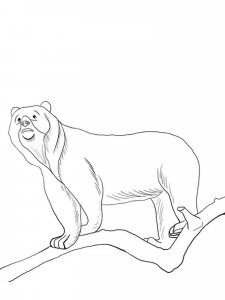 Spectacled Bear coloring page - picture 8