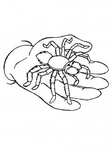 Spider coloring page - picture 11