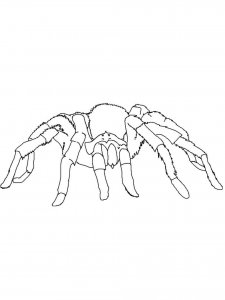 Spider coloring page - picture 13