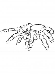 Spider coloring page - picture 16