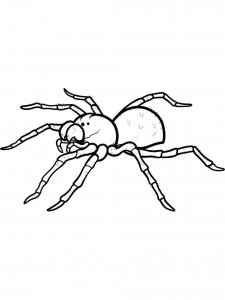 Spider coloring page - picture 18