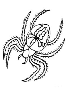 Spider coloring page - picture 19