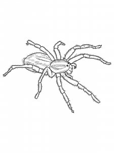 Spider coloring page - picture 3