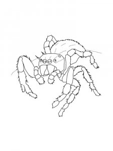 Spider coloring page - picture 31