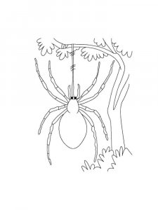 Spider coloring page - picture 34