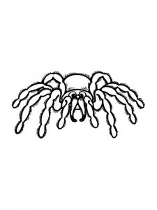 Spider coloring page - picture 35