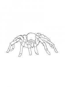 Spider coloring page - picture 39