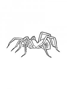 Spider coloring page - picture 41