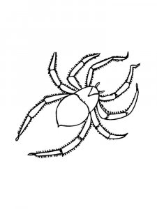 Spider coloring page - picture 42
