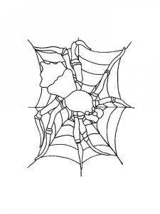 Spider coloring page - picture 43