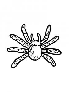 Spider coloring page - picture 45