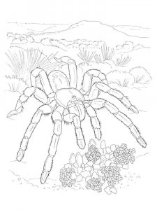 Spider coloring page - picture 47