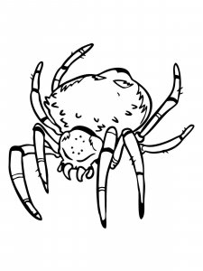 Spider coloring page - picture 5
