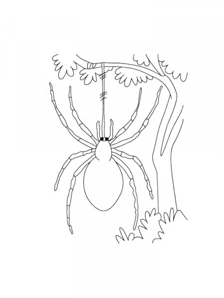 Spider coloring pages