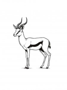 Springbok Coloring Pages 13