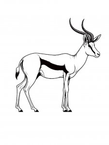 Springbok Coloring Pages 3