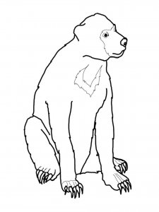 Sun Bear coloring page - picture 1