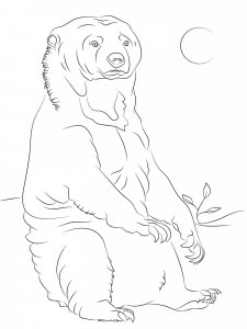 Sun Bear coloring page - picture 2