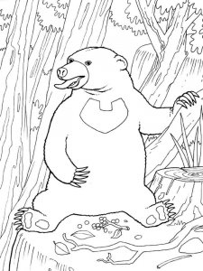 Sun Bear coloring page - picture 4